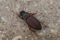 Harpalus