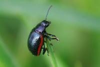 Chrysolina