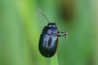 Chrysolina