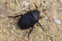 Ablattaria laevigata