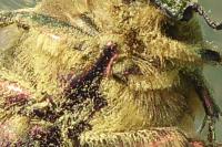 Cetonia aurata