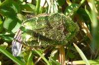 Cetonia aurata