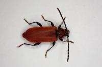 Pyrrhidium sanguineum