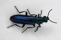 Psilothrix viridicoerulea