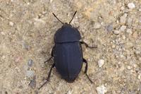 Silpha obscura