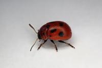 Gonioctena fornicata