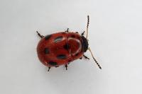 Gonioctena fornicata