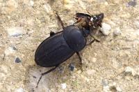 Silpha obscura