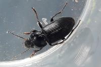 Anisodactylus binotatus
