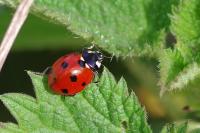 Coccinella septempunctata