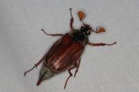Melolontha melolontha