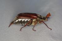 Melolontha melolontha