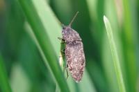 Agrypnus murinus
