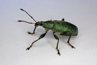 Phyllobius pomaceus