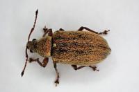 Phyllobius pyri