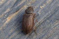 Helophorus