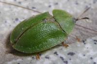 Cassida viridis