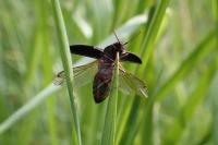 Agrypnus murinus