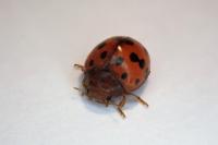 Subcoccinella vigintiquatuorpunctata