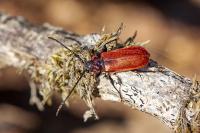 Pyrrhidium sanguineum