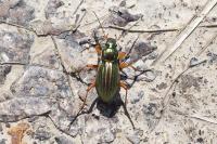 Carabus auratus
