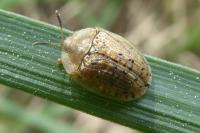 Cassida nebulosa