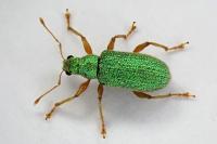 Polydrusus pterygomalis