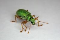 Polydrusus pterygomalis