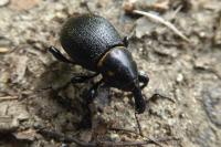 Liparus coronatus