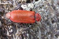 Pyrrhidium sanguineum