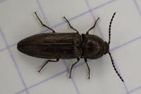 Cidnopus pilosus