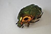 Cetonia aurata