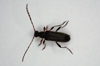 Grammoptera ruficornis