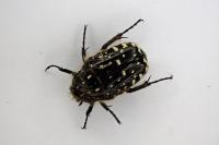 Oxythyrea funesta