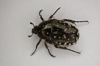 Oxythyrea funesta