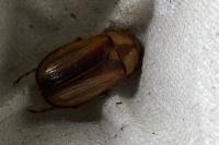 Rhizotrogus aestivus