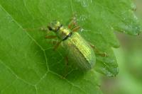 Polydrusus pterygomalis
