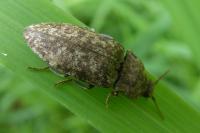 Agrypnus murinus