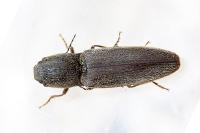 Athous haemorrhoidalis