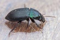 Harpalus dimidiatus