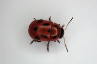 Gonioctena fornicata