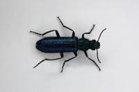 Psilothrix viridicoerulea