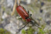 Pyrrhidium sanguineum