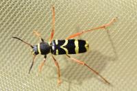 Clytus arietis