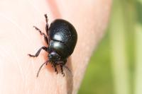 Chrysolina fuliginosa