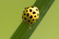 Psyllobora vigintiduopunctata