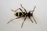 Clytus arietis