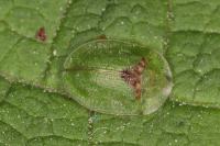 Cassida