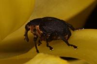 Mononychus punctumalbum