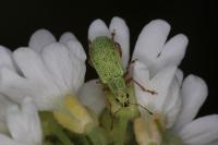 Polydrusus impressifrons